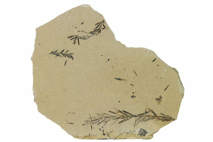Dawn Redwood (Metasequoia) Fossils - Montana #165252